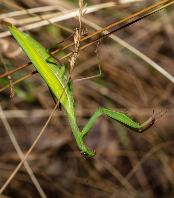 Mantis religiosa - imádkozósáska