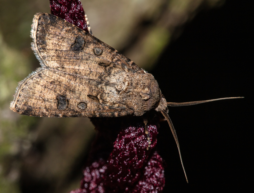 Agrotis segetum - vetési földibagoly