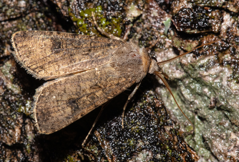 Agrotis segetum - vetési földibagoly