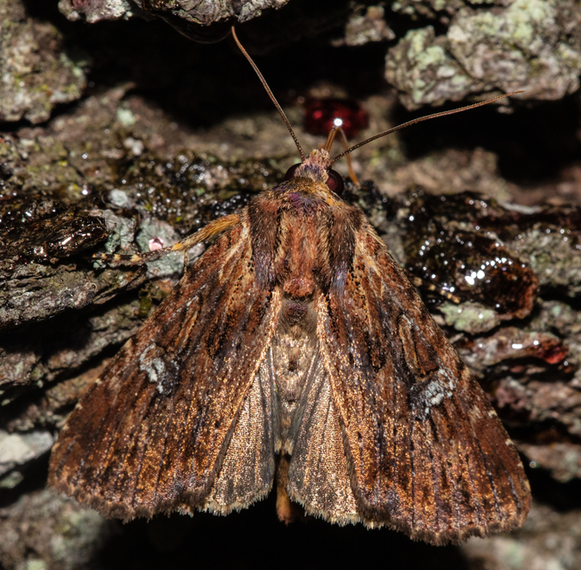 Mesapamea secalella/secalis