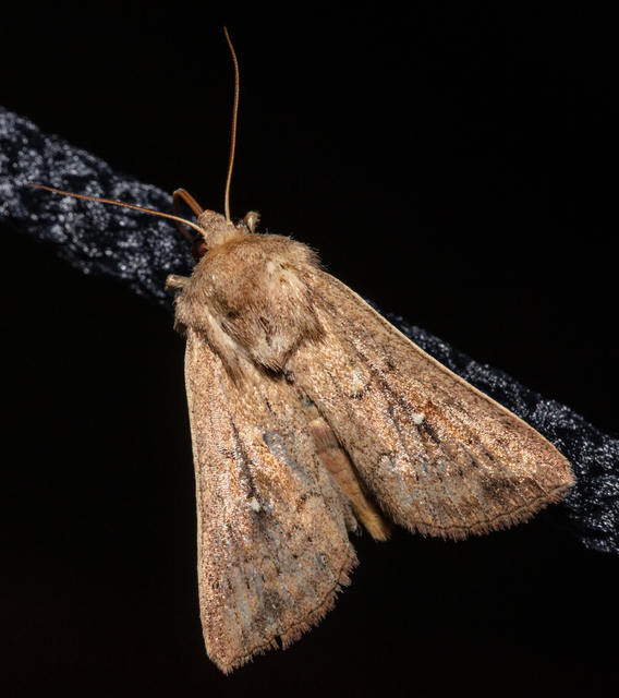 Mythimna albipuncta - fehérpettyes rétibagoly