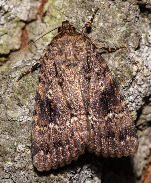 Amphipyra berbera/pyramidea