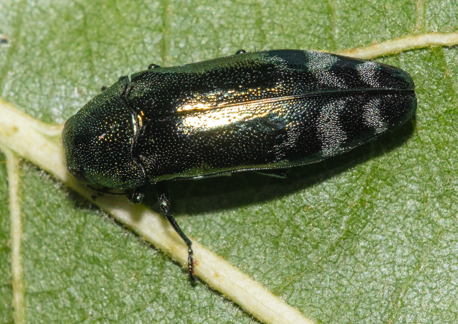 Coraebus fasciatus - szalagos díszbogár Coraebus fasciatus - szalagos díszbogár