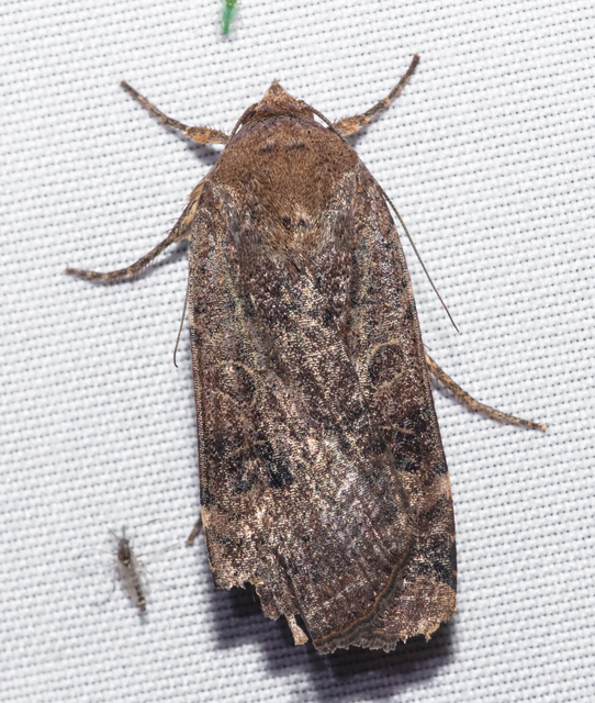 Noctua interposita - köztes sárgafűbagoly