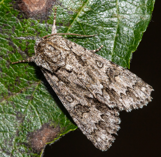 Acronicta auricoma - aranyos szigonyosbagoly