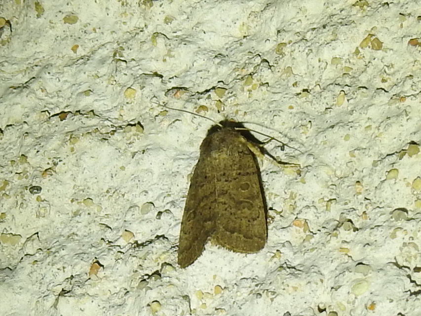 Hoplodrina octogenaria - barna selymesbagoly