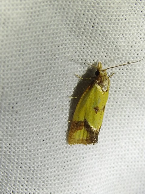 Agapeta zoegana - barnacsíkos sárgamoly