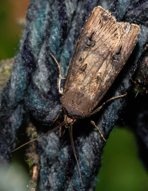 Agrotis ipsilon - nagy földibagoly
