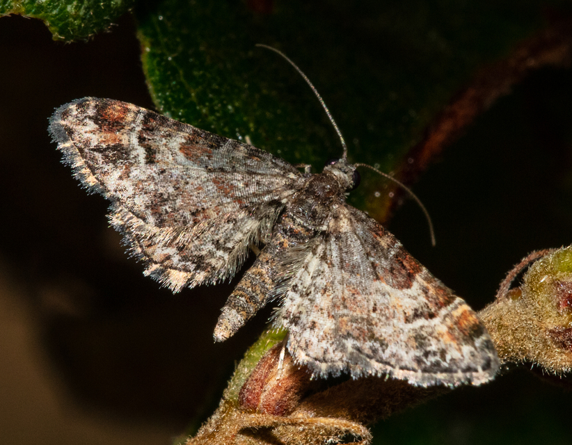 Gymnoscelis rufifasciata - vöröscsíkos törpearaszoló