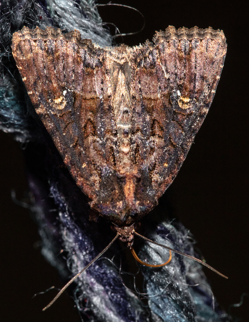 Mesapamea secalella/secalis