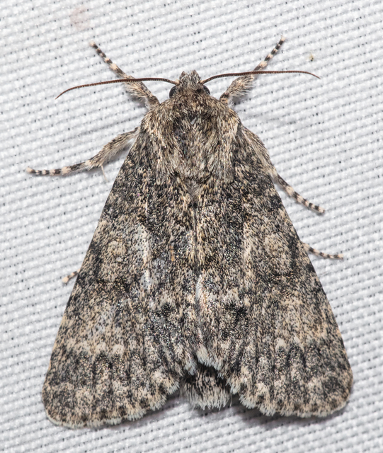 Acronicta megacephala - nagyfejű szigonyosbagoly