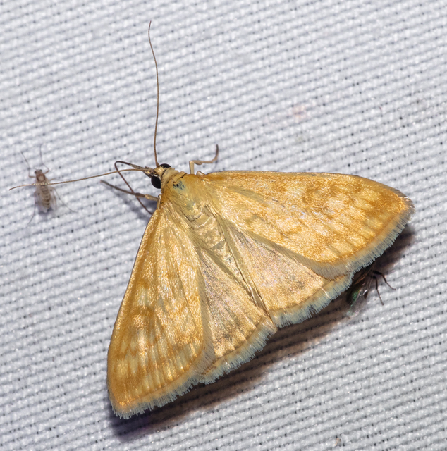 Sitochroa verticalis - világossárga dudvamoly