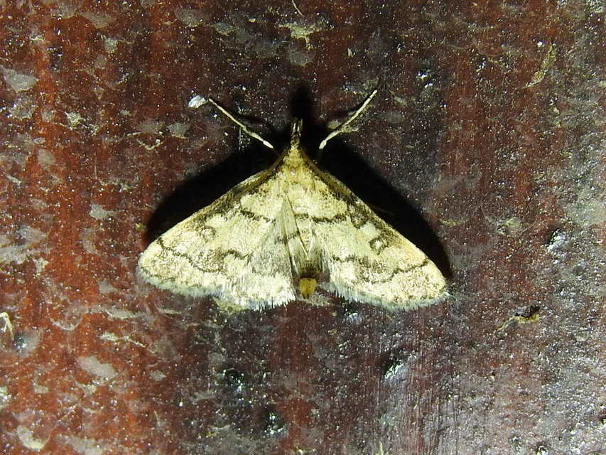 Metasia ophialis - kígyósávos tűzmoly