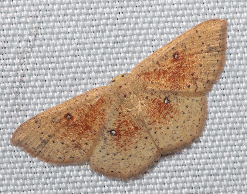 Cyclophora porata - körös pettyesaraszoló