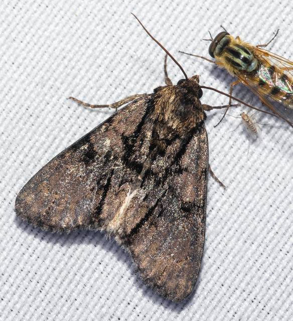 Acronicta alni - éger-szigonyosbagoly