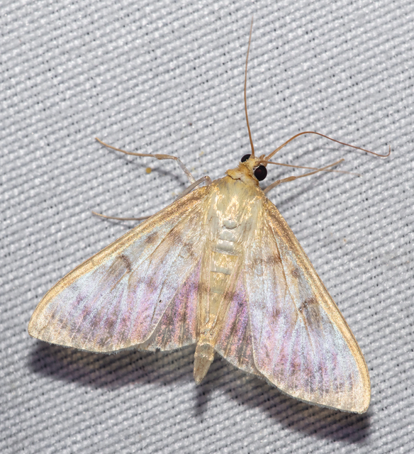 Patania ruralis - csalánevő tűzmoly