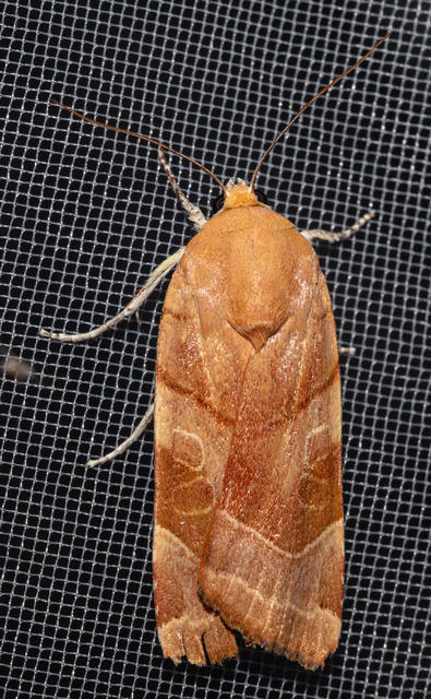 Noctua fimbriata - szélessávú sárgafűbagoly