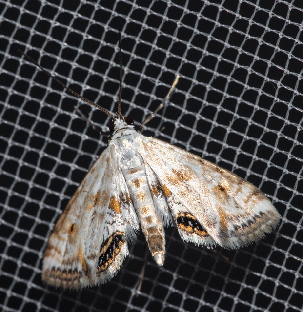 Cataclysta lemnata - békalencsemoly