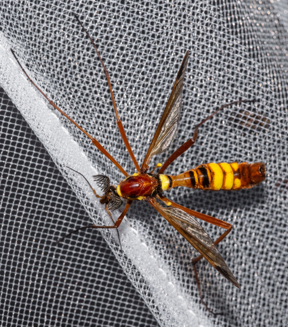 Ctenophora ornata - sárga fésűsszúnyog