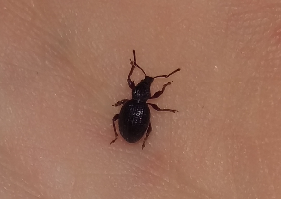 Otiorhynchus ovatus - apró gyalogormányos