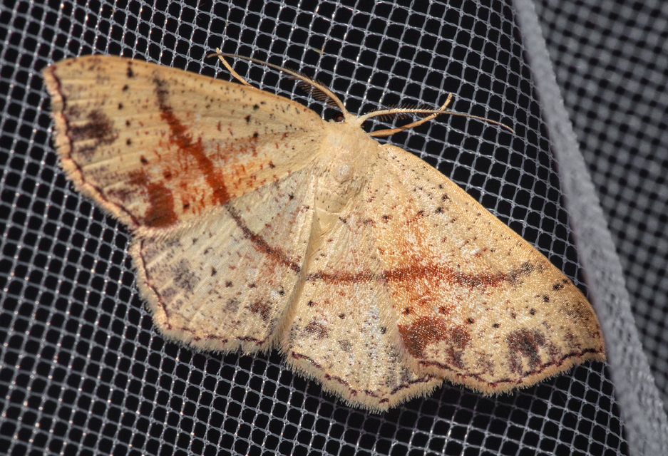Cyclophora punctaria - sávos pettyesaraszoló