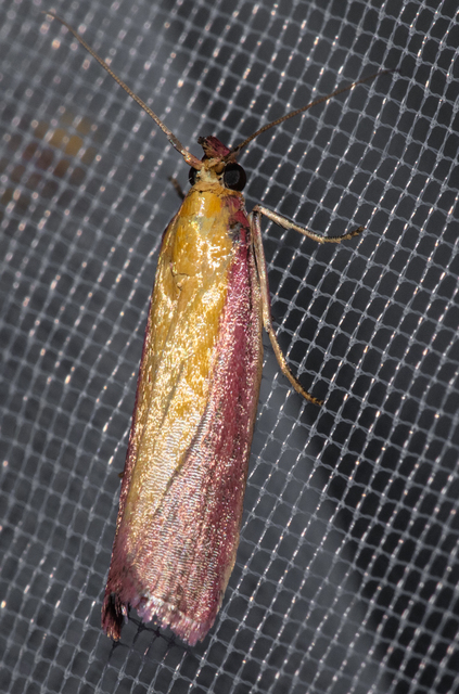 Oncocera semirubella - lucernamoly