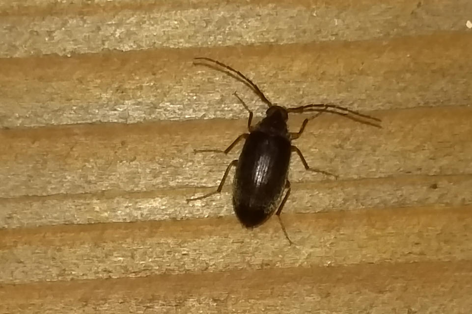 Hymenalia rufipes - rőtlábú alkonybogár
