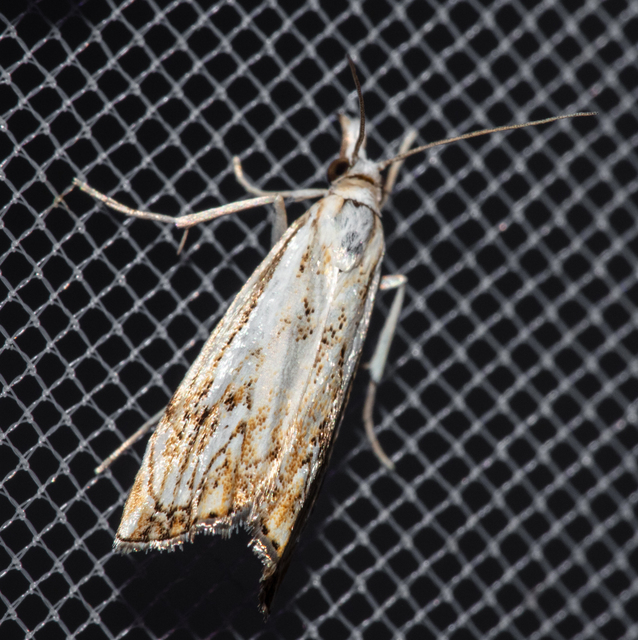Catoptria falsella - hálós fűgyökérmoly