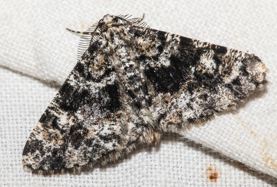 Fagivorina arenaria - bükkfaaraszoló