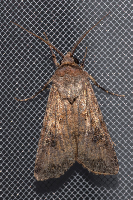 Agrotis segetum - vetési földibagoly