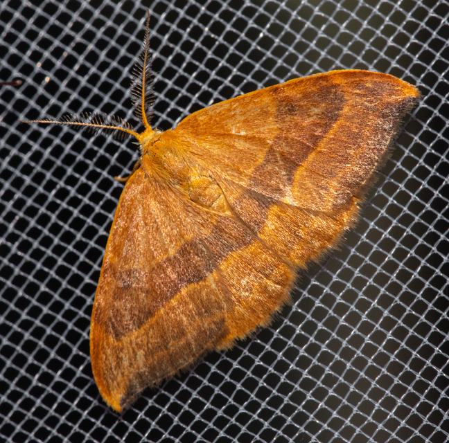 Watsonalla cultraria - bükkfa-sarlósszövő