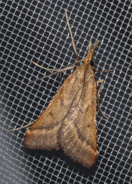 Synaphe punctalis - hosszúlábú fényilonca