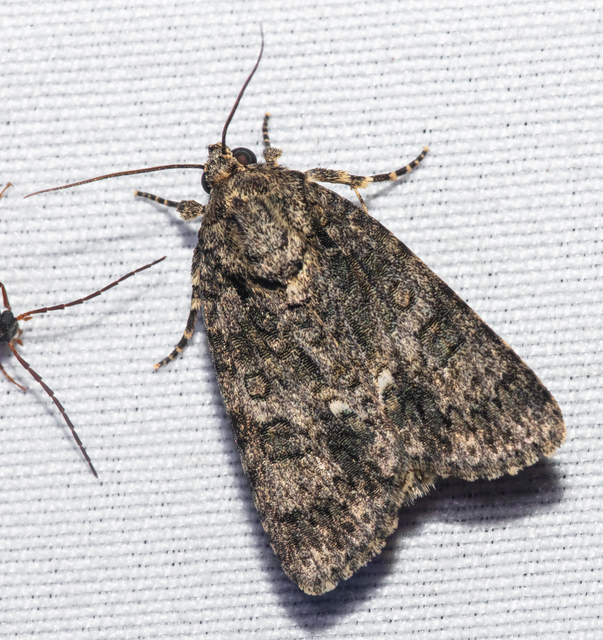 Acronicta rumicis - sóska-szigonyosbagoly