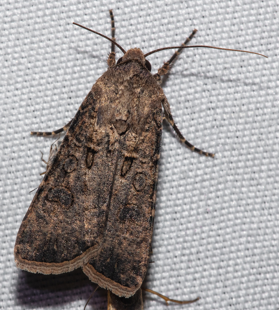 Agrotis segetum - vetési földibagoly