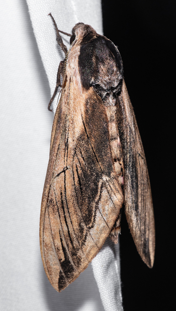 Sphinx ligustri - fagyalszender