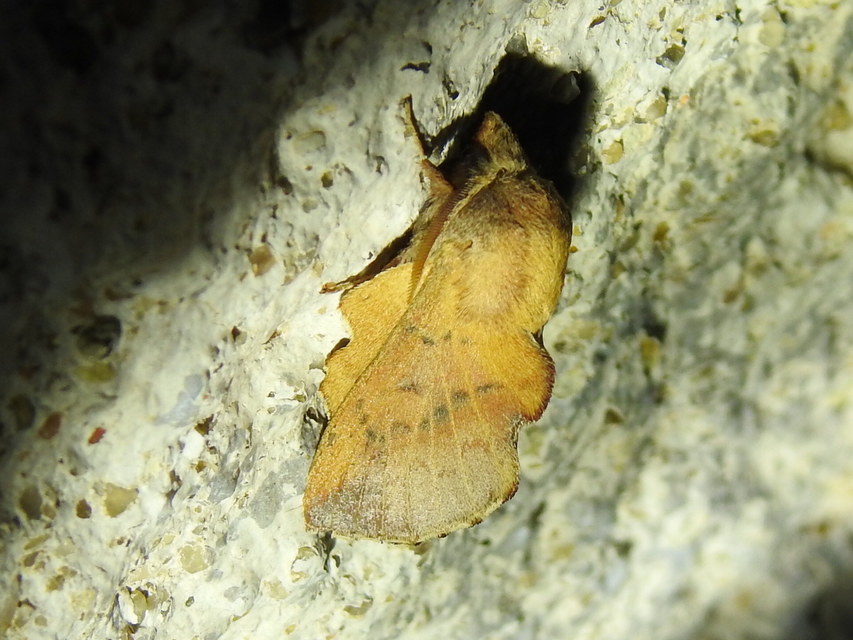 Phyllodesma tremulifolia - nyárlevélpohók