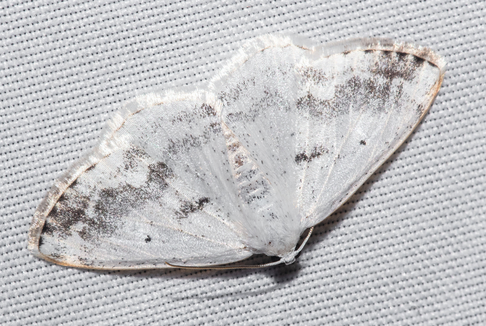 Lomographa temerata - foltos fehéraraszoló