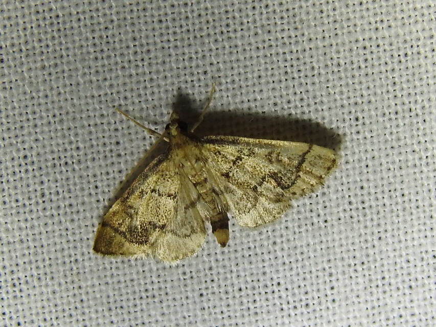 Metasia ophialis - kígyósávos tűzmoly