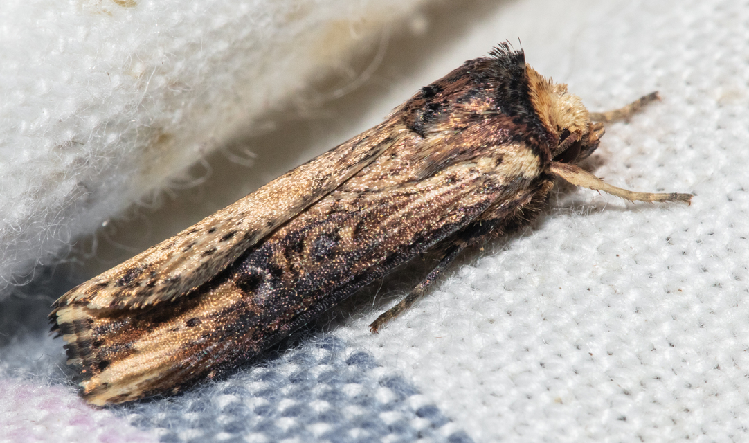 Axylia putris - vonalkás földibagoly