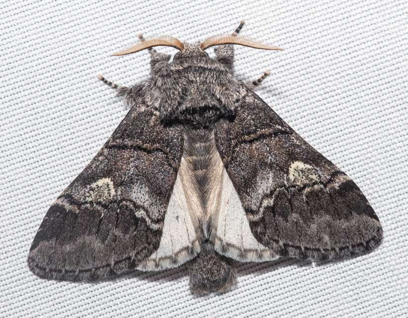 Drymonia querna - tölgyfa-púposszövő