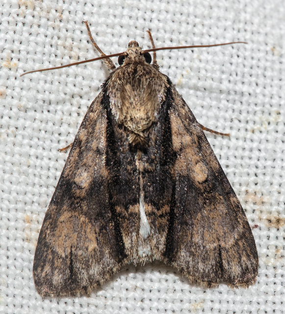Acronicta alni - éger-szigonyosbagoly