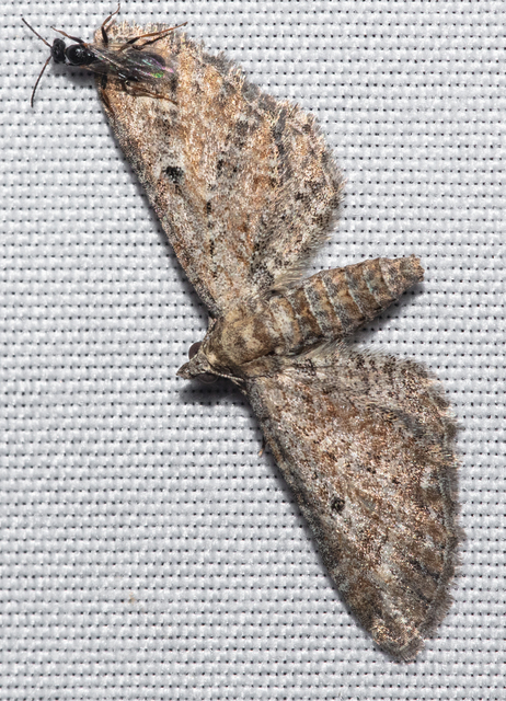 Eupithecia millefoliata - cickafark-törpearaszoló