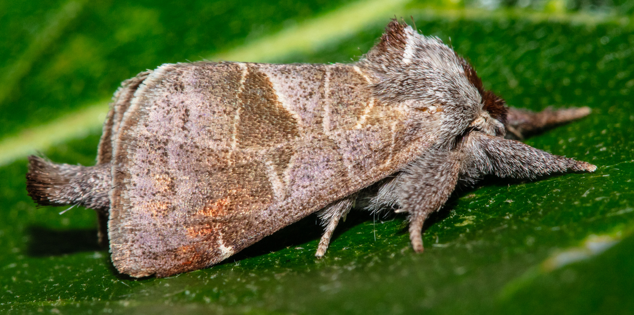 Clostera pigra - apró levélszövő