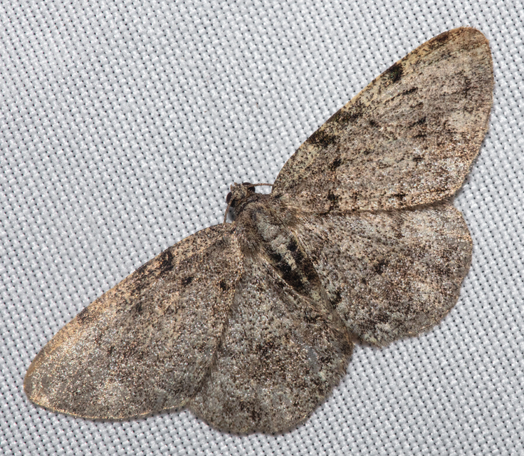 Aethalura punctulata - szürke égeraraszoló