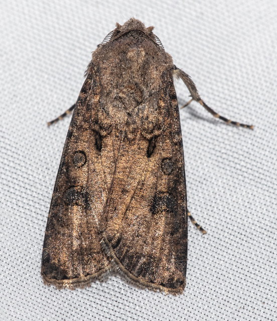Agrotis segetum - vetési földibagoly
