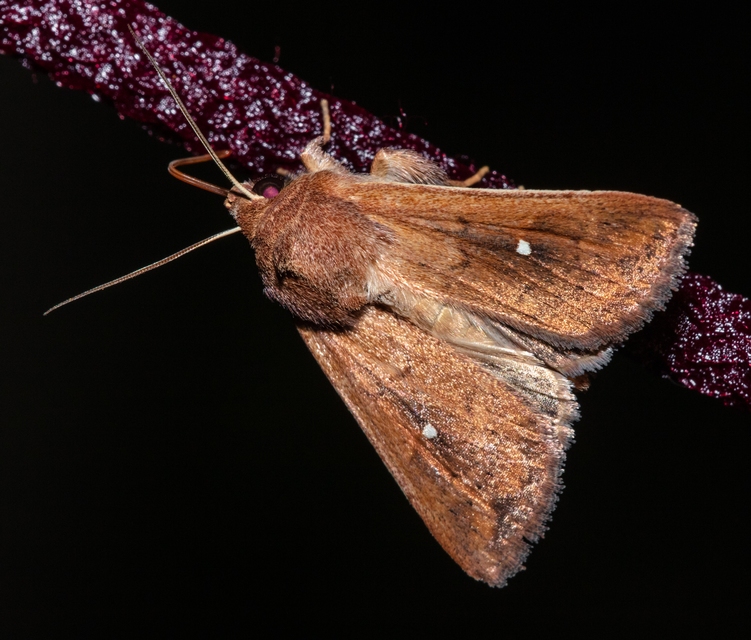 Mythimna albipuncta - fehérpettyes rétibagoly