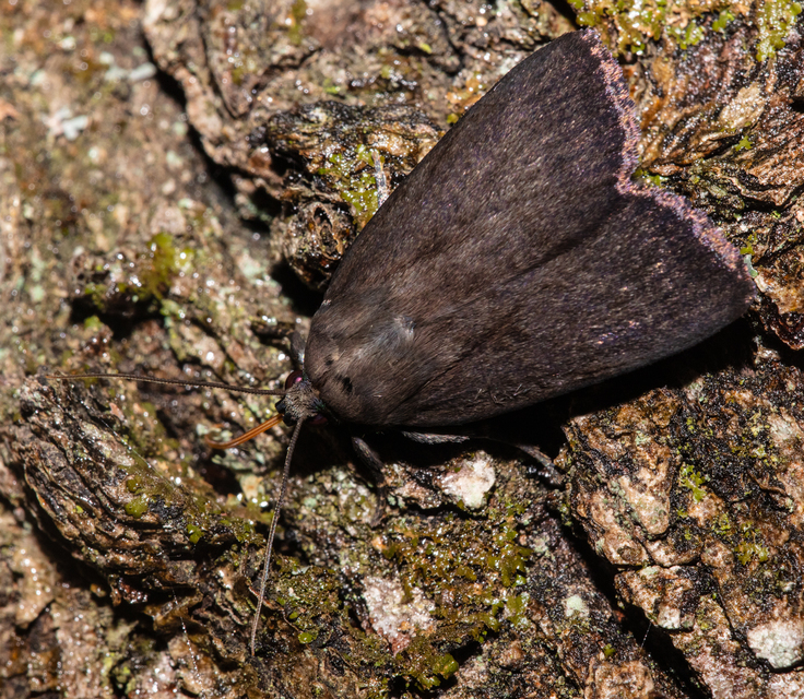 Amphipyra livida - zsírfényű bagoly
