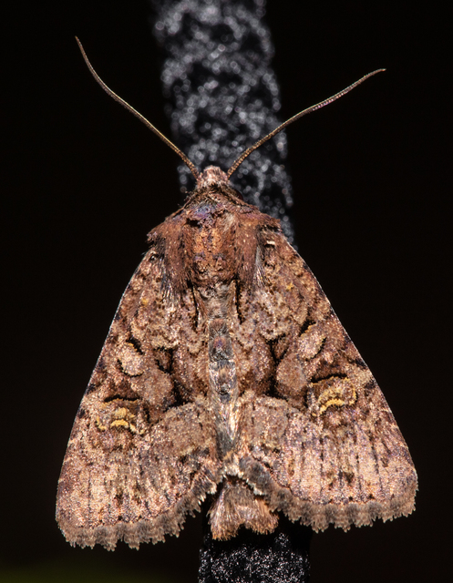 Mesapamea secalella/secalis