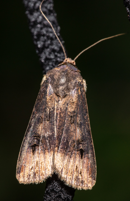 Agrotis ipsilon - nagy földibagoly