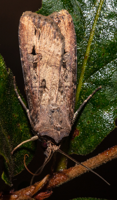 Agrotis ipsilon - nagy földibagoly